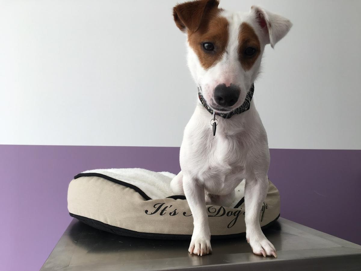 Cabinet vétérinaire Dr Renaud