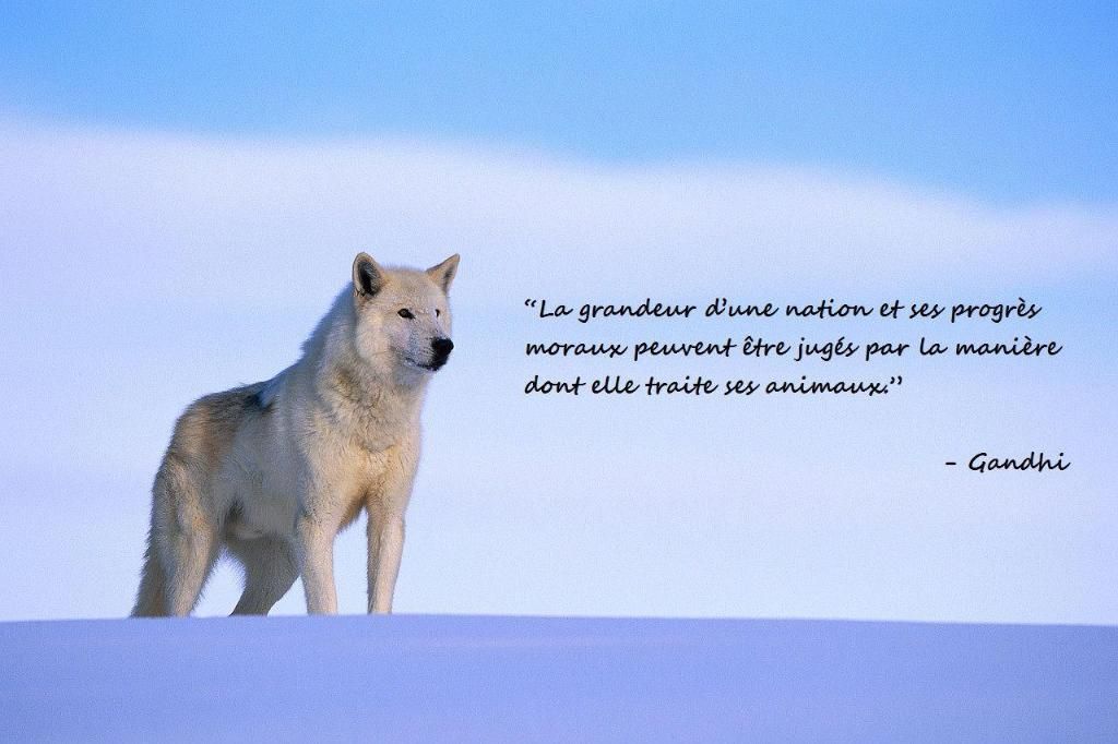 Vétérinaires A Domicile