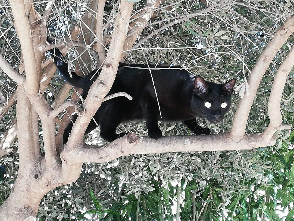 Clinique vétérinaire Les Rodettes