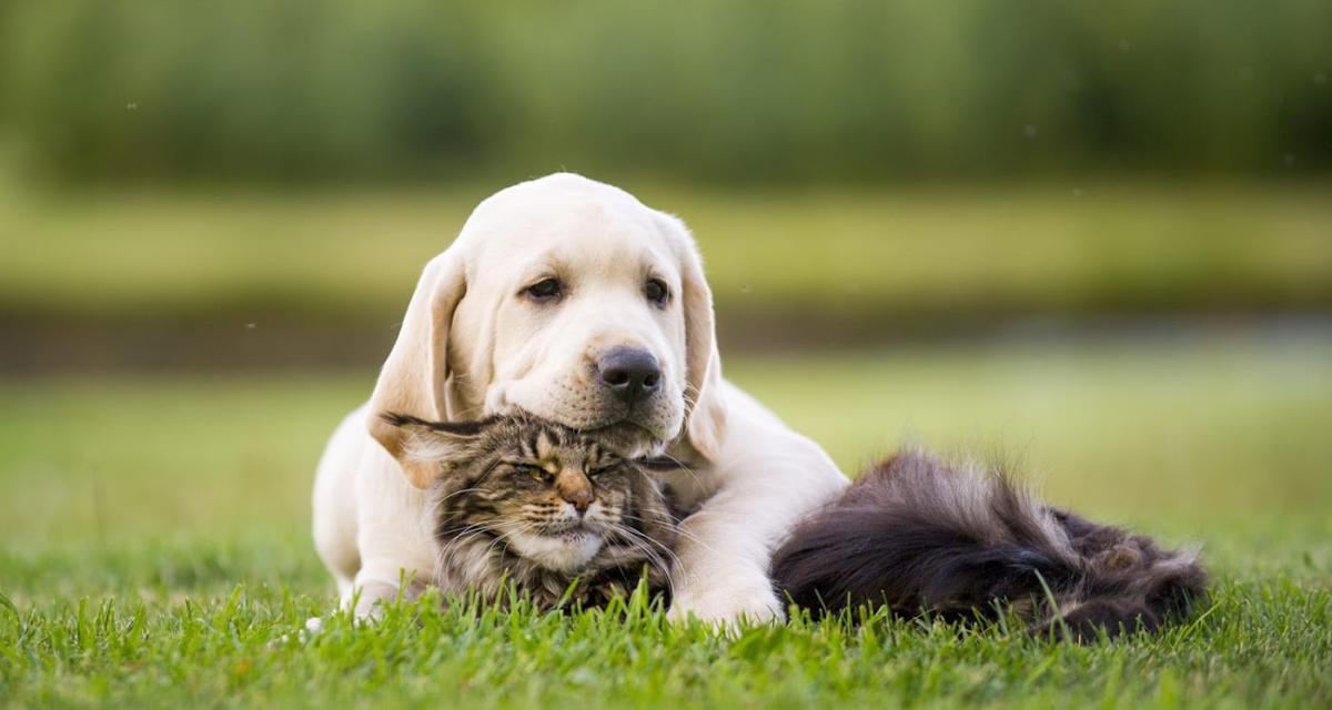 Clinique Vétérinaire des Maraichers