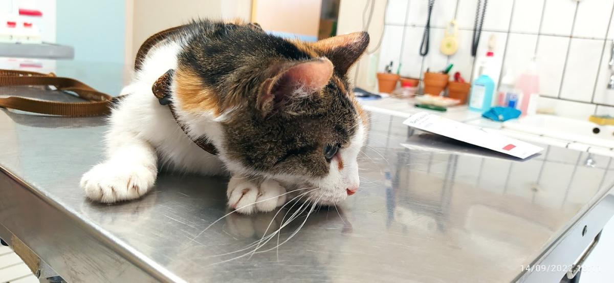 CANiGAT Clinique vétérinaire du Clos Banet