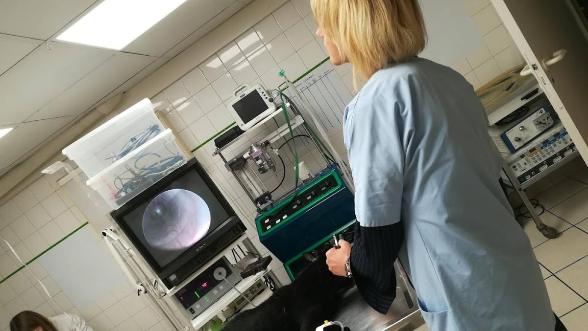 Clinique vétérinaire CVA Clamart