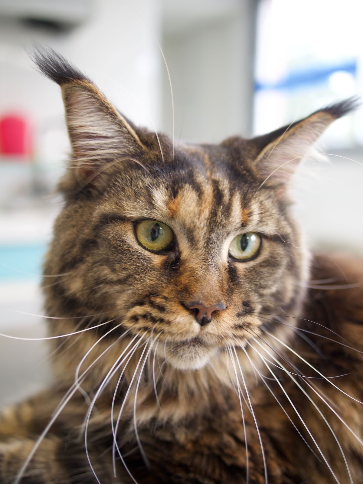 CLINIQUE VETERINAIRE DE CONFLANS.