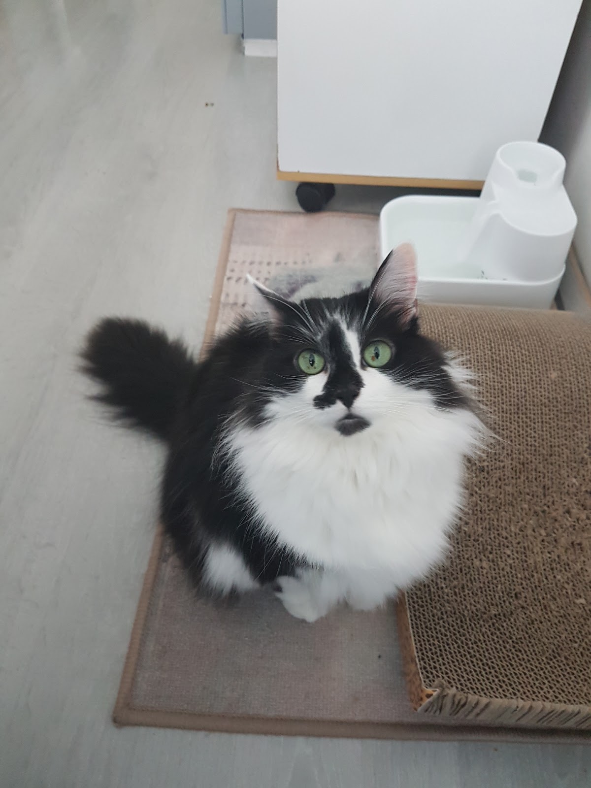 Clinique Vétérinaire du Midi