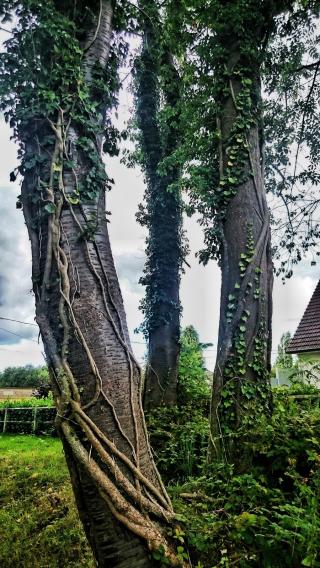 Pharmacie Pharmacie de la Maine 1
