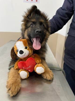 Pharmacie Cabinet vétérinaire Dr Renaud 0
