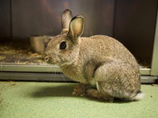 Pharmacie CLINIQUE VETERINAIRE DE CONFLANS. 0