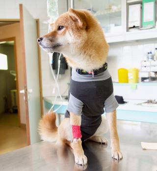 Pharmacie CLINIQUE VETERINAIRE DE CONFLANS. 0