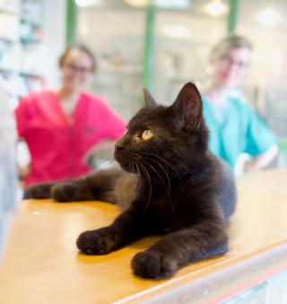 Pharmacie CLINIQUE VETERINAIRE DE CONFLANS. 0