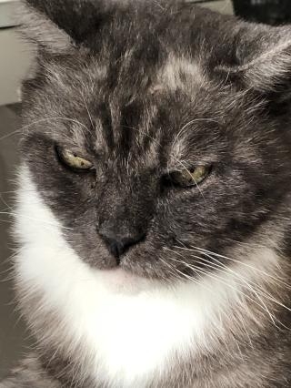 Pharmacie Vétérinaire à Domicile de Montpellier - Dr Lamure-Sauvaire 0