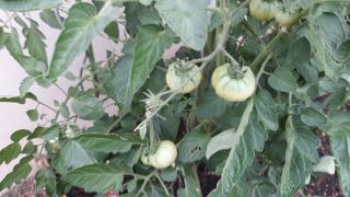 Pharmacie Pharmacie Letierce 0