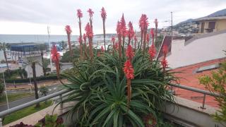 Pharmacie Remy Corinne 0