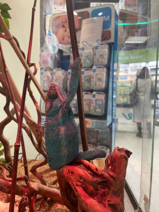 Pharmacie Pharmacie wellpharma du Soleil 1