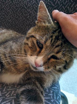 Pharmacie PHARMACIE DE LA FALAISE 0