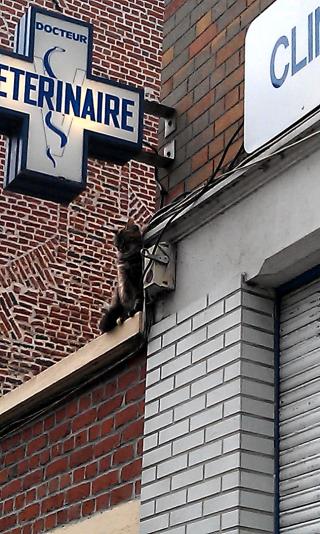 Pharmacie Bordino Joël Docteur Vétérinaire 0