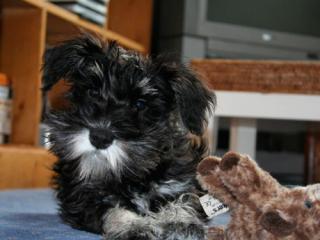 Pharmacie Vétérinaire à Domicile de Montpellier - Dr Lamure-Sauvaire 0