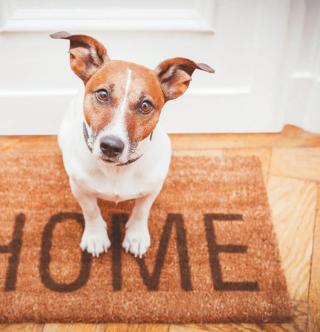 Pharmacie Vétérinaire à Domicile de Montpellier - Dr Lamure-Sauvaire 0