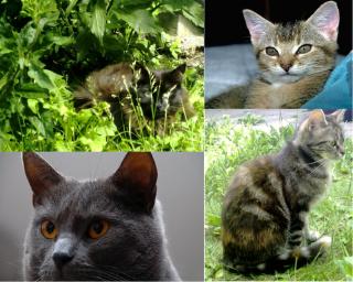 Pharmacie Descamps Marylène Docteur Vétérinaire 0