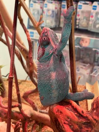 Pharmacie Pharmacie wellpharma du Soleil 0