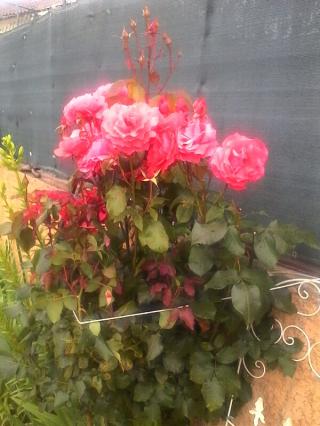 Pharmacie Aprium Pharmacie des Molières 0