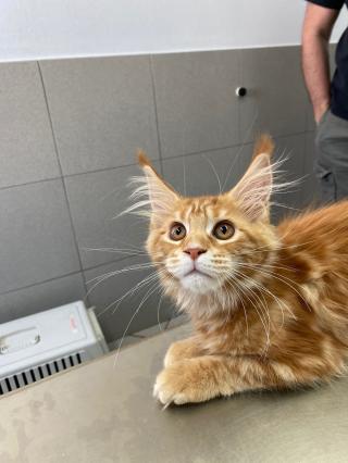 Pharmacie Clinique Vétérinaire Aubagne de la Calypso 0