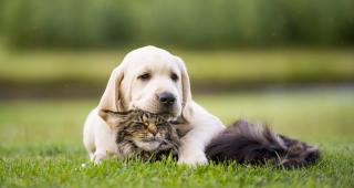 Pharmacie Clinique Vétérinaire des Maraichers 0