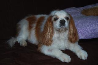 Pharmacie Clinique Vétérinaire Franchepré 0