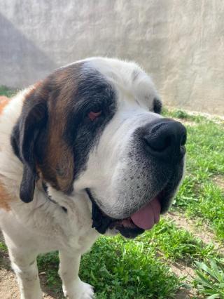 Pharmacie Okivét - Cabinet Vétérinaire des Arènes (Dr Delecueillerie et Dr Harbion) 0