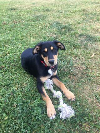 Pharmacie Okivét - Clinique vétérinaire des Marmottes 0