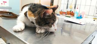 Pharmacie CANiGAT Clinique vétérinaire du Clos Banet 0