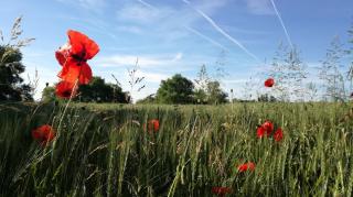 Pharmacie Pharmacie DUBOS Sophie 0