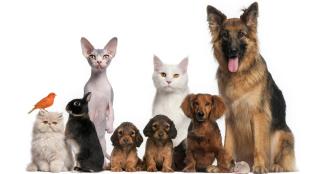 Pharmacie Pharmacie De La Plaine (France veto) 0