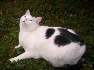 Pharmacie Proxi-vet, vétérinaire à domicile 0