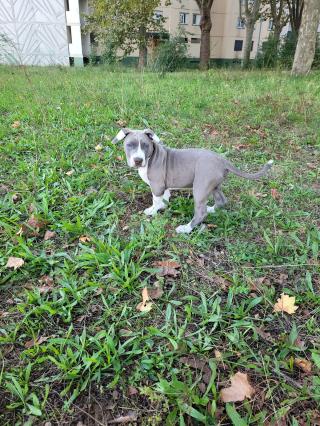 Pharmacie Clinique Vétérinaire Argos 0