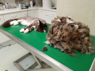 Pharmacie Clinique Vétérinaire Argos 0