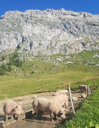Pharmacie Vétothônes Clinique Vétérinaire (Vétérinaire des 3 Vallées) 0
