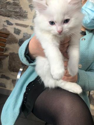 Pharmacie Okivét - Clinique vétérinaire République (Nigron) 0