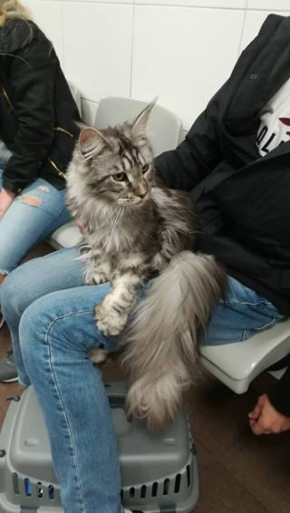 Pharmacie Clinique vétérinaire CVA Clamart 1