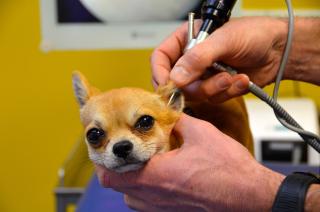 Pharmacie Clinique vétérinaire de la patte d'Oie - Montigny-lès-Cormeilles - Sevetys 0