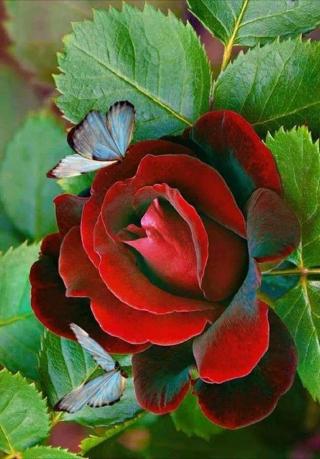 Pharmacie Pharmacie Schmit 0