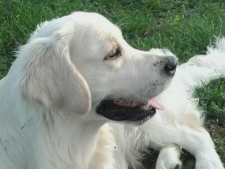 Pharmacie Clinique vétérinaire Les Rodettes 0