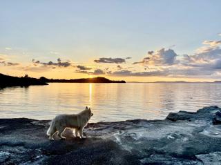 Pharmacie Clinique Vétérinaire la Croix des Pyrénées 0