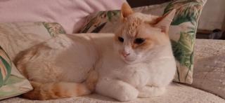 Pharmacie Clinique Vétérinaire la Croix des Pyrénées 0