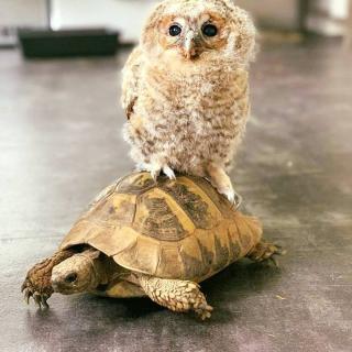 Pharmacie Veterinary Clinic Dr. Jérôme Vincent 0