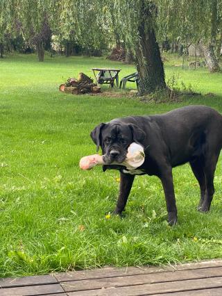 Pharmacie Clinique vétérinaire de Bois d'Arcy - Sevetys 0