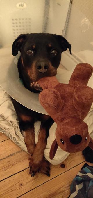 Pharmacie Veterinary Clinic St. Therese 0