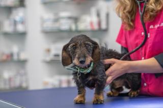 Pharmacie Clinique vétérinaire Pasteur Paris - Sevetys 0