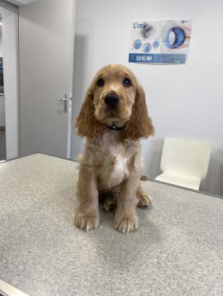 Pharmacie Clinique vétérinaire de Cagny - Sevetys 0