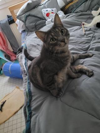 Pharmacie Clinique Vétérinaire Argos 0