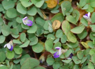 Pharmacie Pharmacie Normale 0